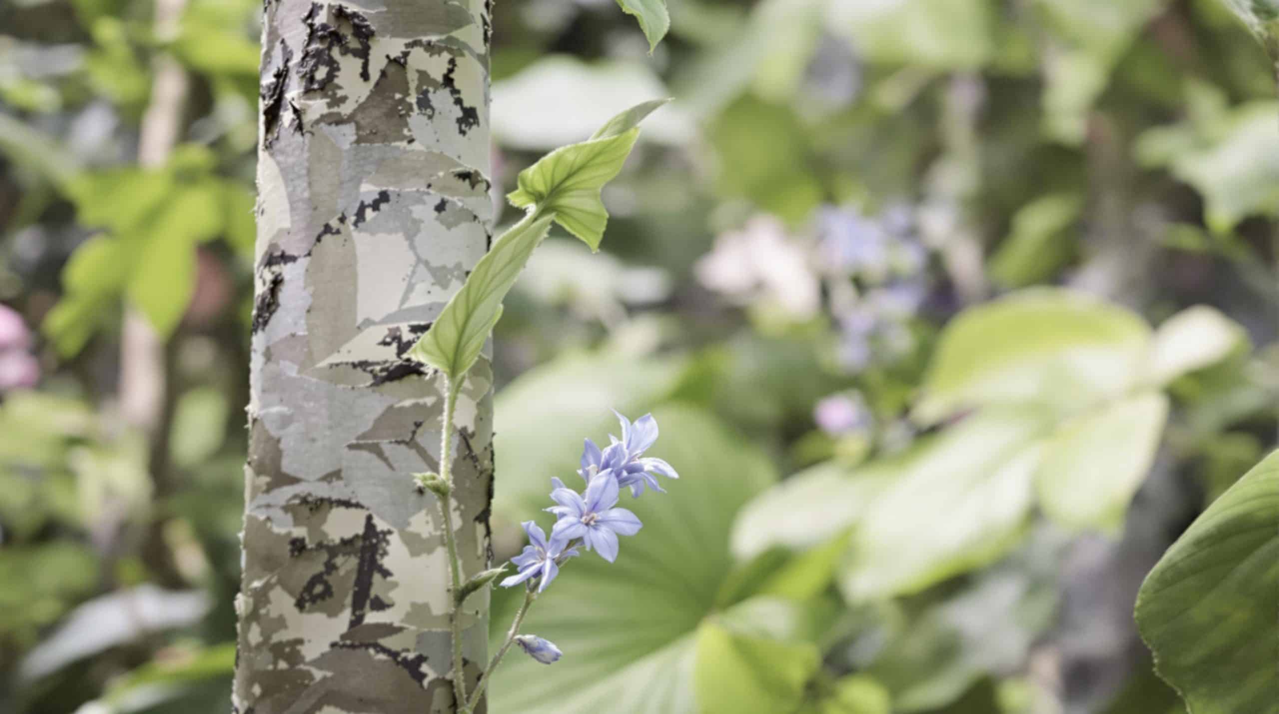 Lila des Indes : &eacute;tude botanique et applications en phytoth&eacute;rapie